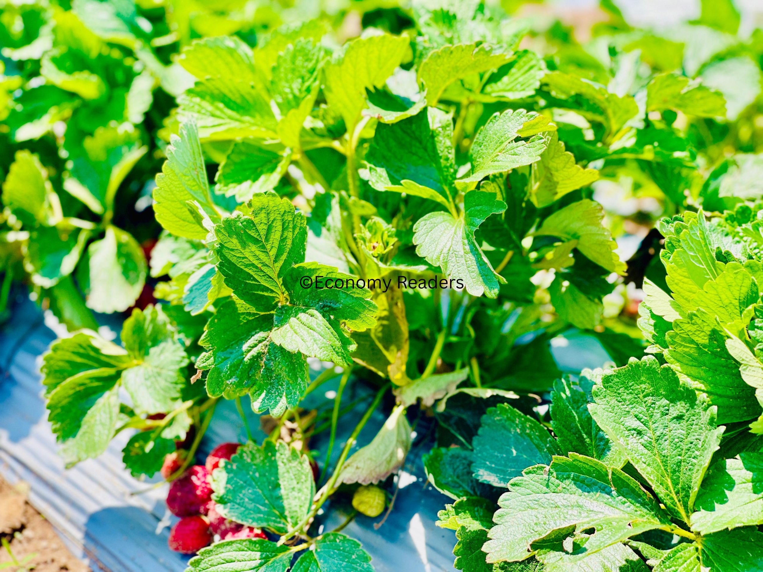 Strawberry Plant
