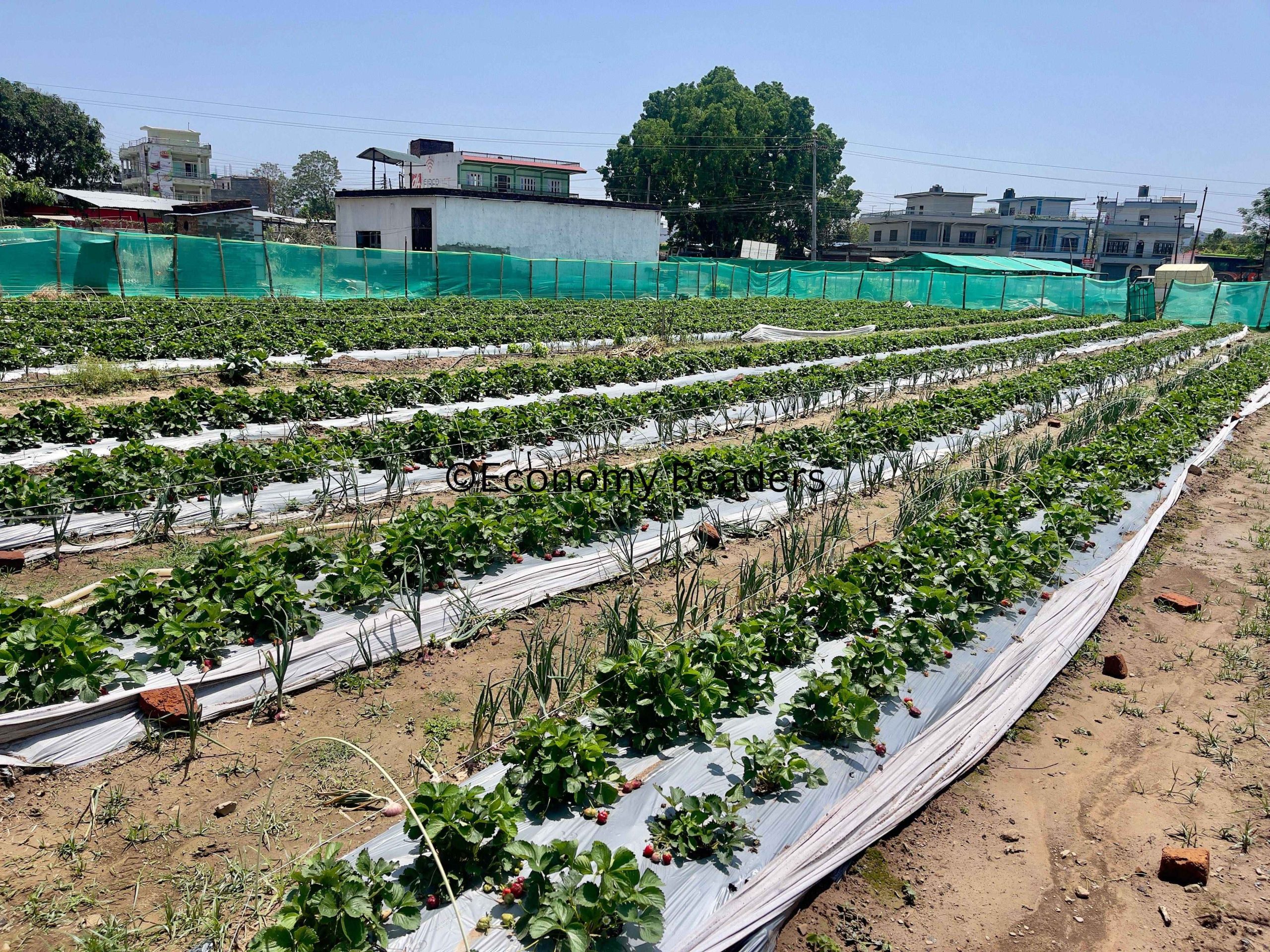 Agromart Dang, Ghorahi