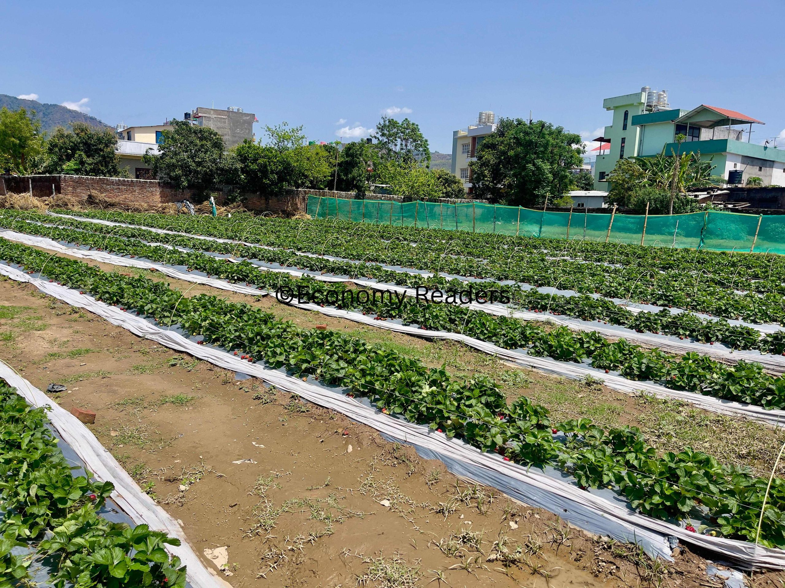 Agromart Dang, Ghorahi