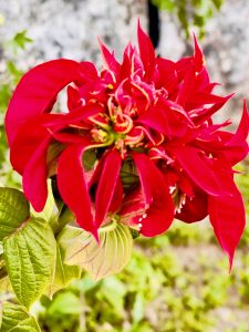Poinsettia flowers